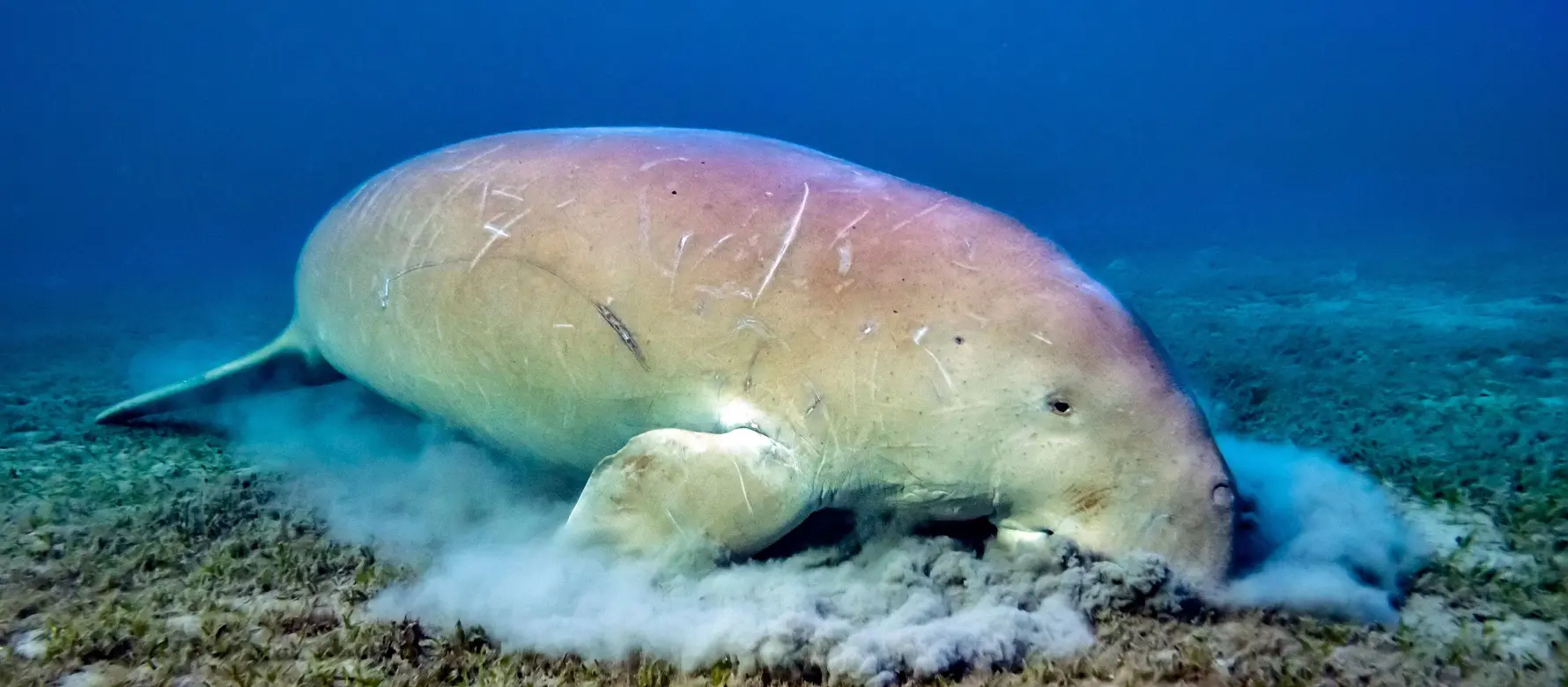 Full-Day Snorkeling Trip to swim with turtles and Dugong 